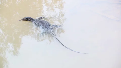 Thai Varan 5 Video stock 89886302