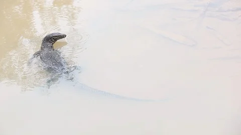 Thai Varan 6 Video stock 89885798