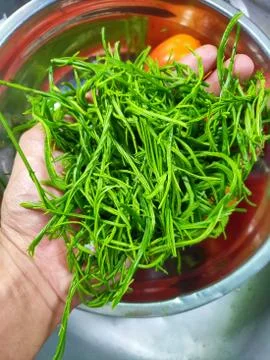 Thai vegetables (Cha-om) Stock Photos