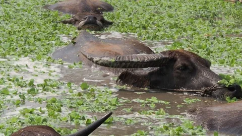 Thai water buffalos or southeast Asia buffalos with long full-grown horns in a s Stock Footage 126652011