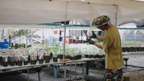 Thai weed farmer checking the quality of clone roots Stock Footage 235576881
