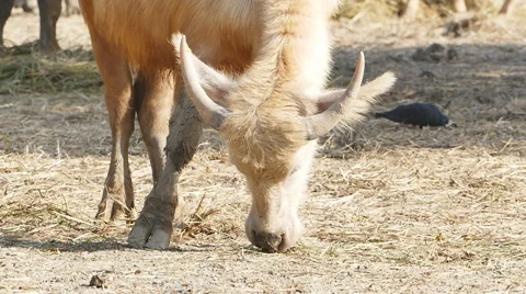 Thai white buffalo. Stock-Footage 62594871
