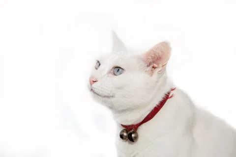 Thai white cat Stock Photos
