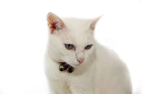 Thai white cat Stock Photos