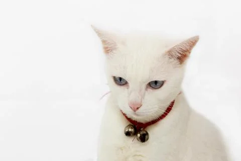 Thai white cat Stock Photos