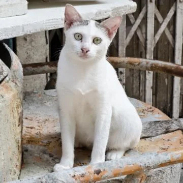 Thai white cat Photos