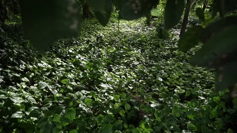 Thai Wild Betel Leaf (Chaplu) Growing in Forest Stock Footage 289733814