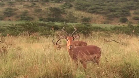 THAILAND ANIMALS Stock Footage 34203221