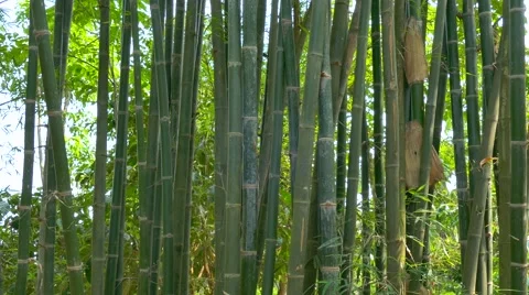 Thailand, Bamboo Stock Footage 50449206