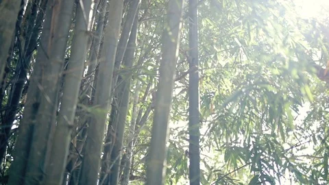 Thailand bamboo Video stock 107170236