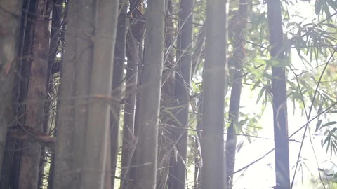Thailand Bamboo Video stock 107170258