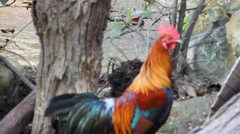 Thailand bantam chicken. Stock Footage 56301222