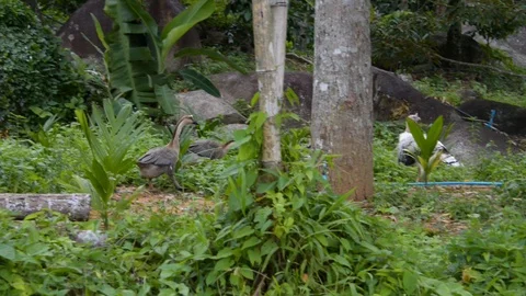 Thailand Birds in Forest Stock Footage 114514791