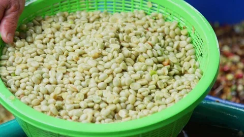 Thailand coffee beans wet processing 2 스톡 동영상 79545005
