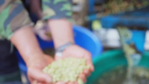 Thailand coffee beans wet processing 3 스톡 동영상 79545060