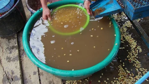 Thailand coffee beans wet processing 5 스톡 동영상 79545599