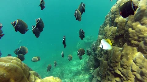 Thailand coral reef Stock Footage 143487765