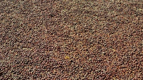 Thailand drying coffee beans dry process outside 스톡 동영상 79546835