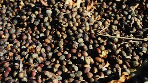 Thailand drying coffee beans dry process 1 스톡 동영상 79547332