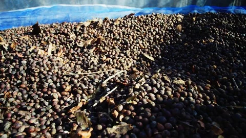 Thailand drying coffee beans dry process 2 스톡 동영상 79547440