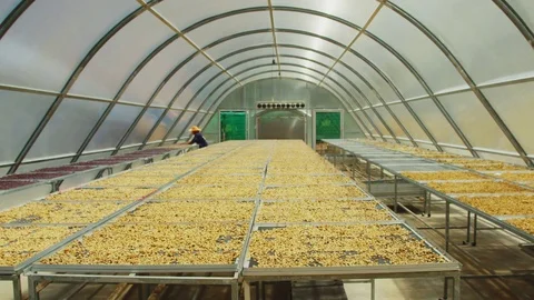 Thailand drying coffee beans 스톡 동영상 79548071