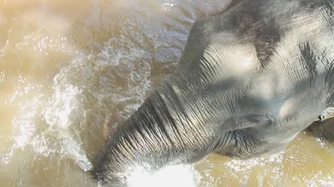 Thailand: Elephant crossing river Stock Footage 1107553