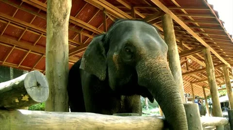 Thailand - elephant Stock Footage 11014013