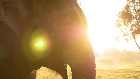Thailand - Elephant Vídeo Stock 86463510