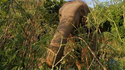 Thailand elephant Vídeo Stock 86465260