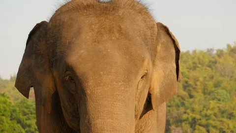 Thailand elephant Video stock 86465610