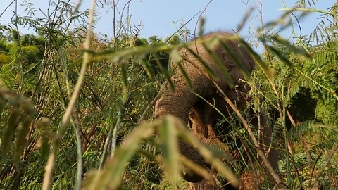 Thailand elephant Video stock 86465767