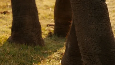 Thailand elephant Video stock 86466752