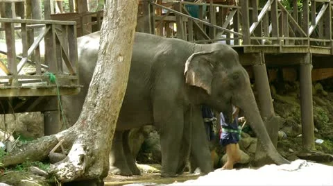 Thailand - elephant in river Stock Footage 11013997