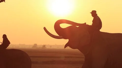Thailand elephant silhouette sunrise and mahout in Surin province Thai Stock Footage