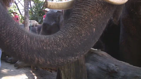 Thailand: Elephants interact with crowd Stock Footage 1106779