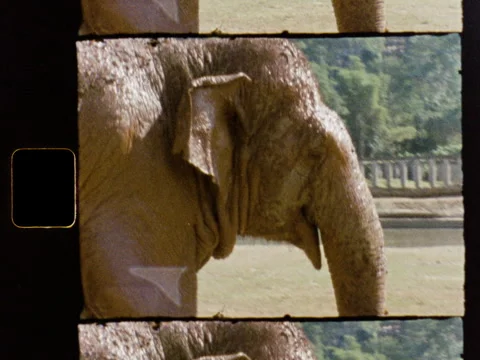 Thailand Elephants Playing in Mud Bath Super 8 2K Vídeo Stock 337883671