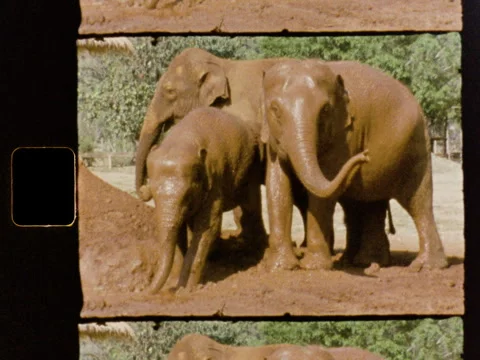 Thailand Elephants Spraying Mud Super 8 2K Vídeo Stock 337883686