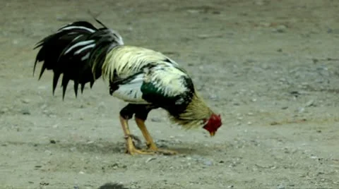 Thailand - Fighting rooster Видео 10561941