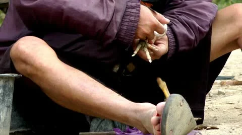 Thailand- Fighting rooster Vídeo Stock 10562341