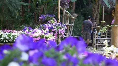 Thailand Flowers Vídeo Stock 86477413