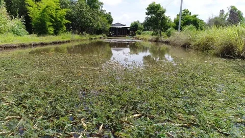 Thailand Stock Footage 85822831