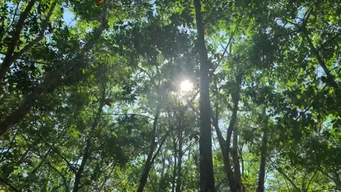 Thailand Forest Stock Footage 131099523