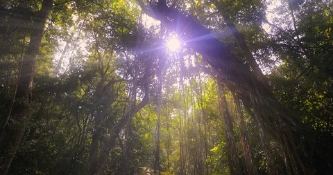 Thailand jungle forest nature background. Waterfall in rainforest. Sun light ray Stock Footage