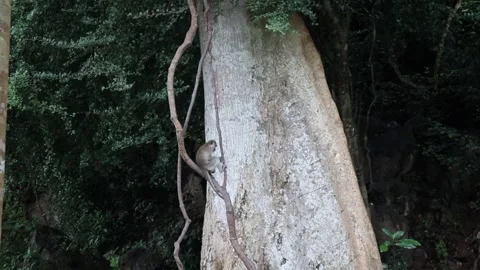Thailand jungle with monkey eating on a tree Vídeos de archivo 308463074
