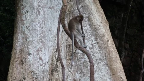 Thailand jungle monkey on tree climbing away Vídeos de archivo 308462479