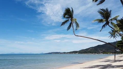 Thailand Koh Samui L-shape palm tree near beach moving shot Stock-Footage 107474885