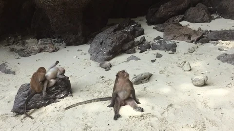 Thailand - Monkey Beach - Wild Monkeys Sitting On The Beach Stock Footage 116792977