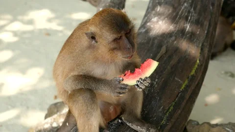 Thailand - monkeys on island pt8 库存影片 276894853