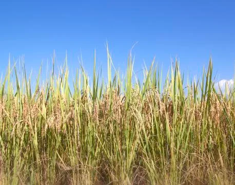 Thailand paddy fields Stock Photos