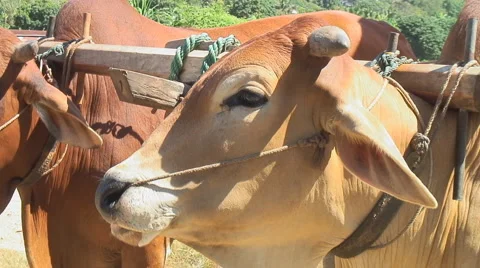 Thailand: Pair of oxen pull ox-cart Stock Footage 1128852